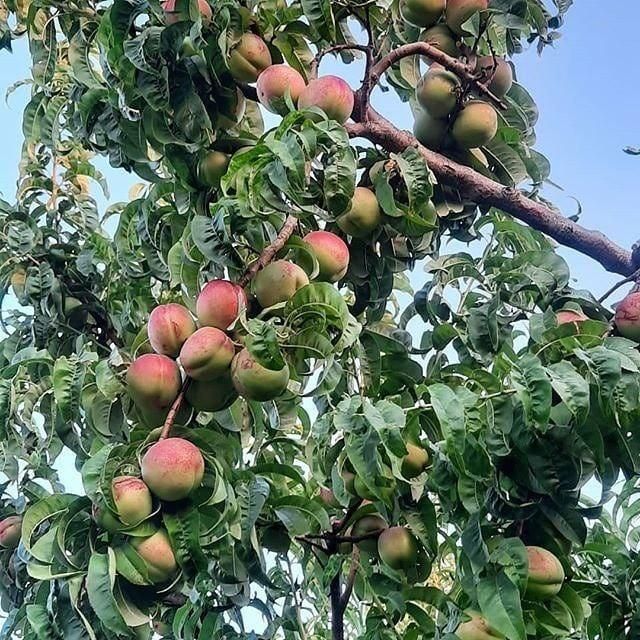 باغ/باغچه/زمین/خوش آب و هوا/سند|فروش زمین و ملک کلنگی|تهران, عبدل‌آباد|دیوار