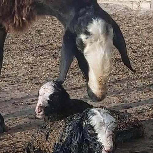 خواف ارسال میگردد میش 2 بره زا گوسفند شالی ژَن|حراج|خواف, |دیوار