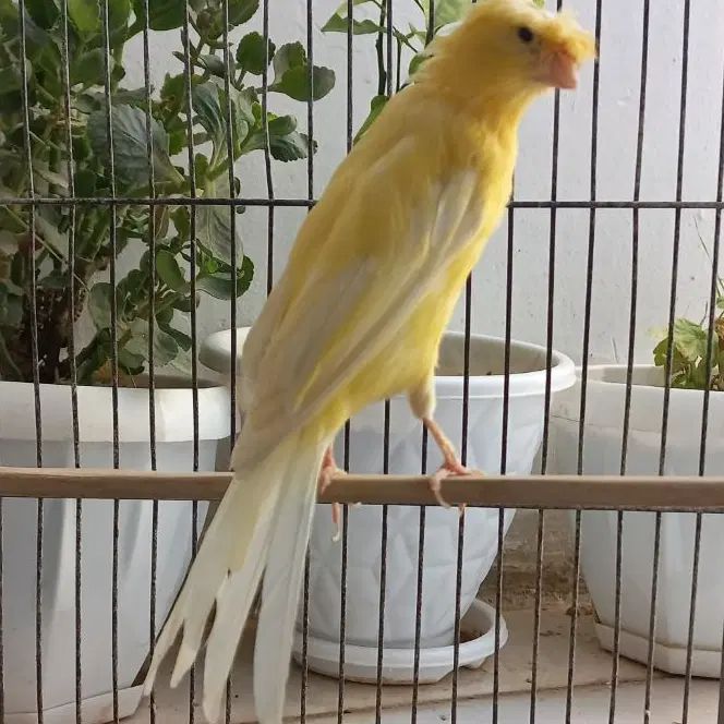 قناری نر سوپری چتری قد و قواره دار بخون جوان|پرنده|گلستان (تهران), |دیوار