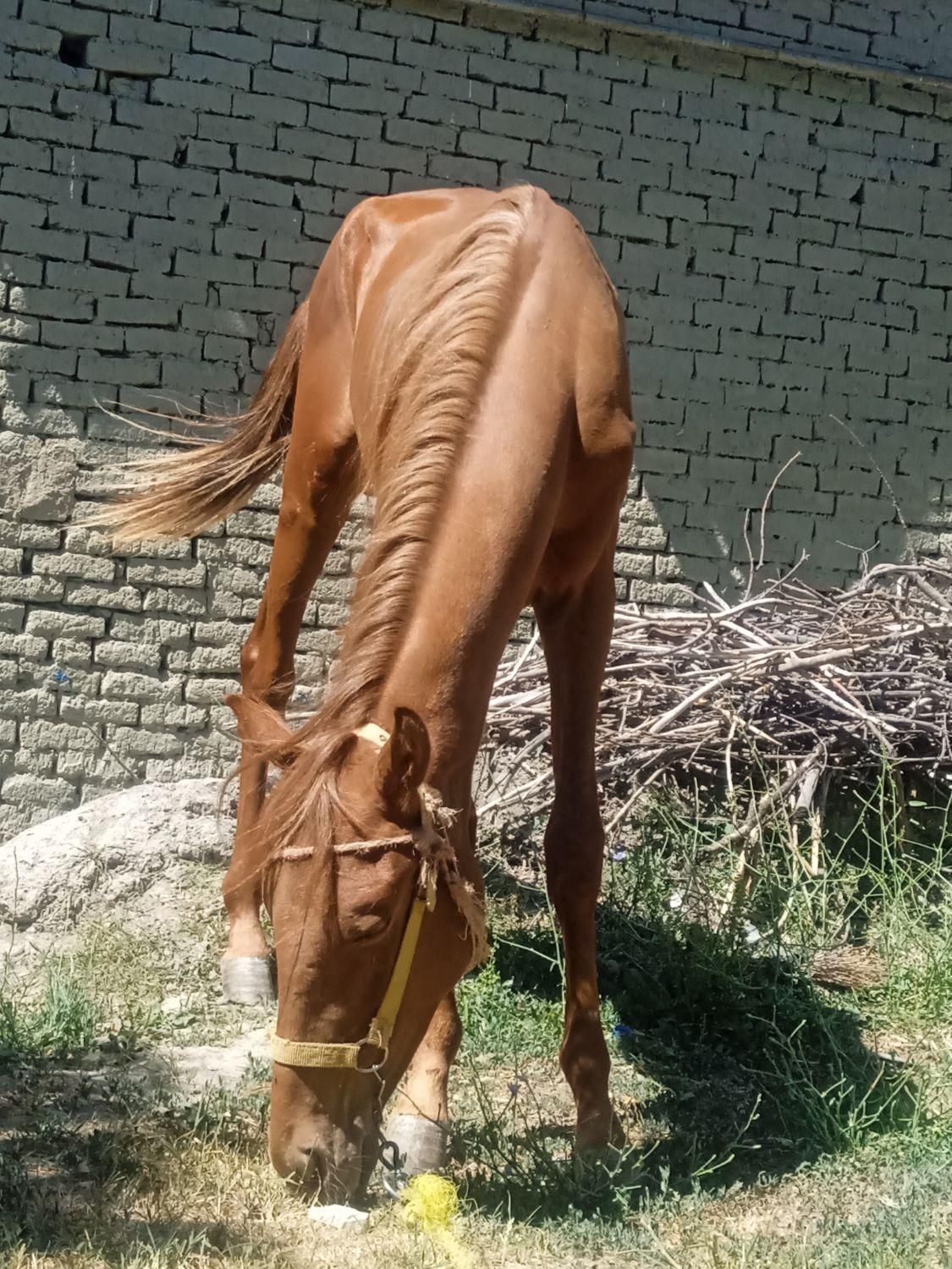 اسب نره جوان|اسب و تجهیزات اسب‌سواری|شیروان (خراسان), |دیوار