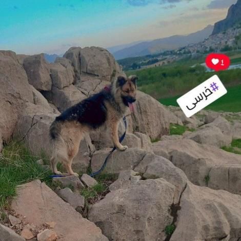 سگ هاسکی ژرمن|سگ|کرمانشاه, |دیوار