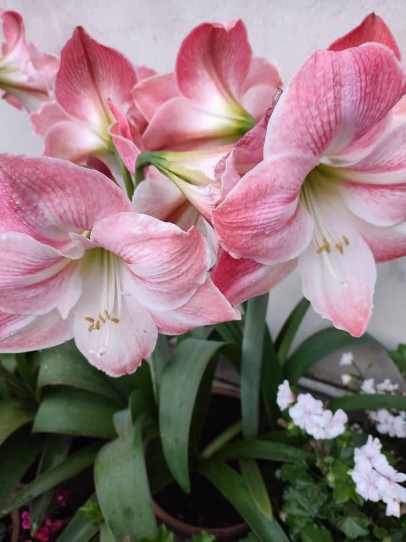 فروش انواع گل و نهال|گل و گیاه طبیعی|آستارا, |دیوار