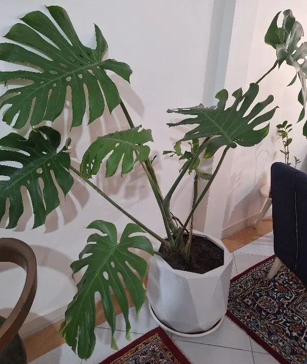 گیاه برگ انجیری مانسترا ۱۲۰ سانت|گل و گیاه طبیعی|تهران, تاکسیرانی|دیوار