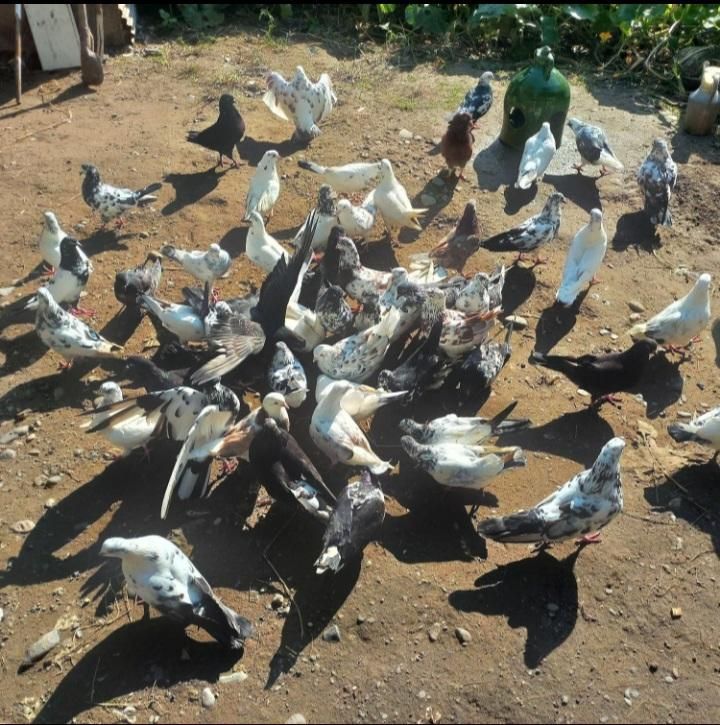 کبوتر|پرنده|آستانه اشرفیه, |دیوار