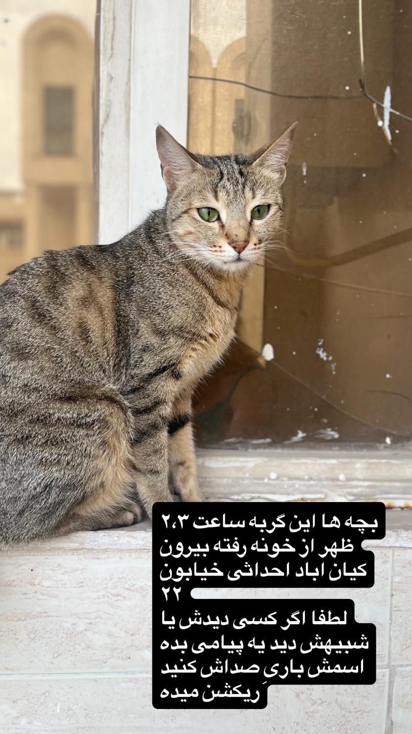 گربه گمشده|حیوانات|اهواز, کیان اباد|دیوار