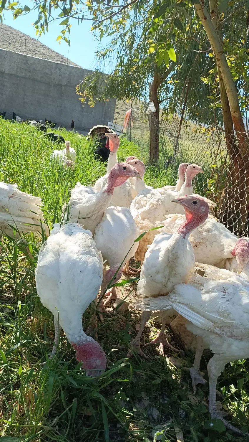 مرغ تخم گذار .خروس .بوقلمون و دستگاه جوجه کشی|حیوانات مزرعه|پلدختر, |دیوار