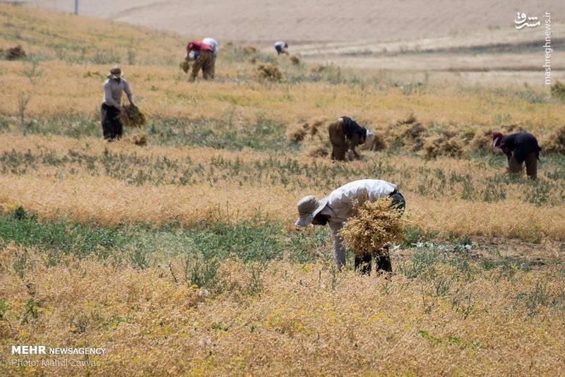 کارگر برای دسکنه نخود و سایر کارهای کشاورزی|خدمات باغبانی و درختکاری|سنقر, |دیوار
