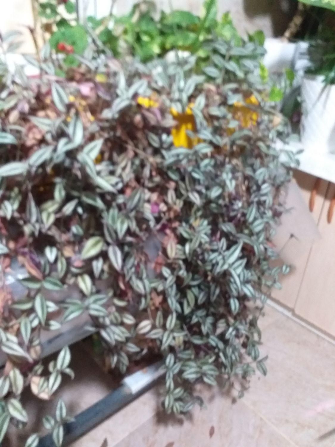 چمنکاری.کوددهی هرس گلکاری جابجای بیل زدن|خدمات باغبانی و درختکاری|پردیس, فاز ۱۱|دیوار