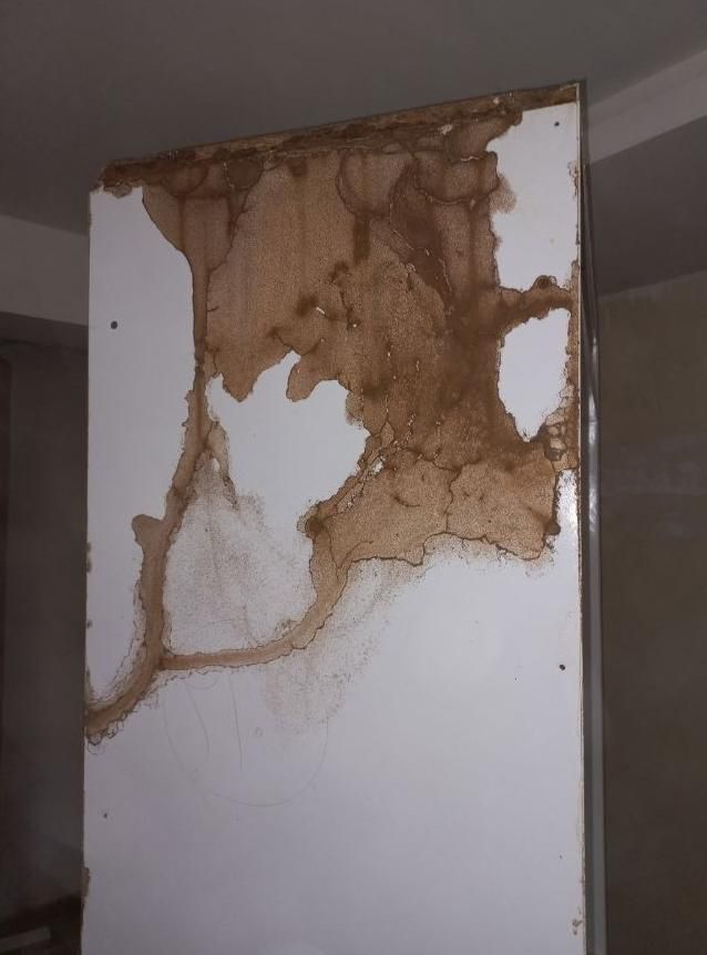 موریانه‌زدایی و سم‌پاشی جانوران‌ موذی (تضمینی)|خدمات نظافت|دزفول, |دیوار