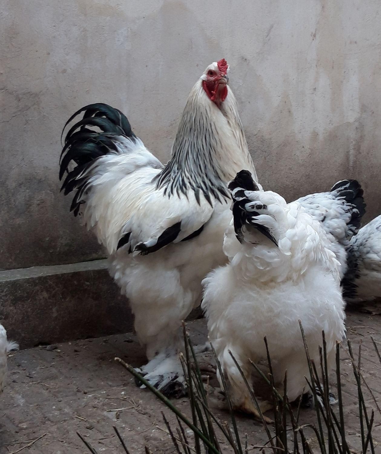 نیمچه خروس برهما لایت رومانی ، امپراطور ، امپراتور|حیوانات مزرعه|ساری, |دیوار