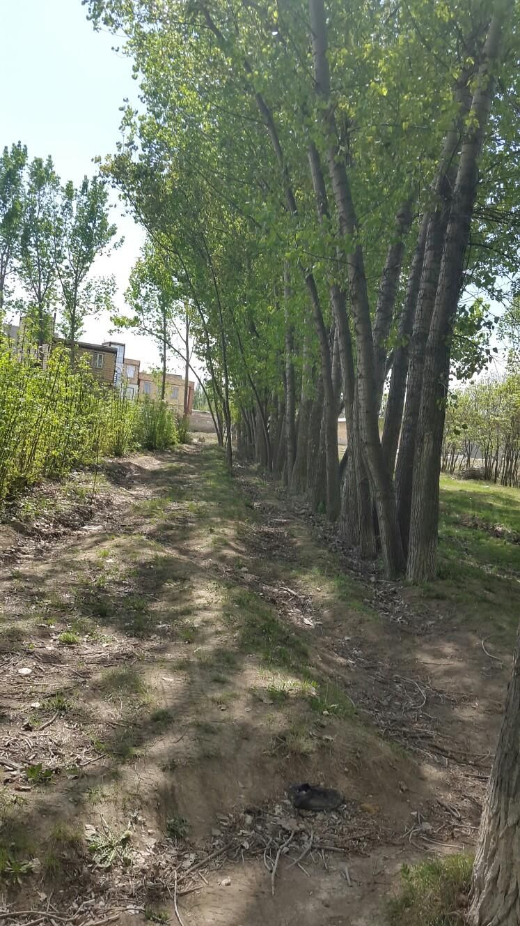 خریداردرخت قلمه میوه سود وچوب خشک|خدمات باغبانی و درختکاری|اردبیل, |دیوار