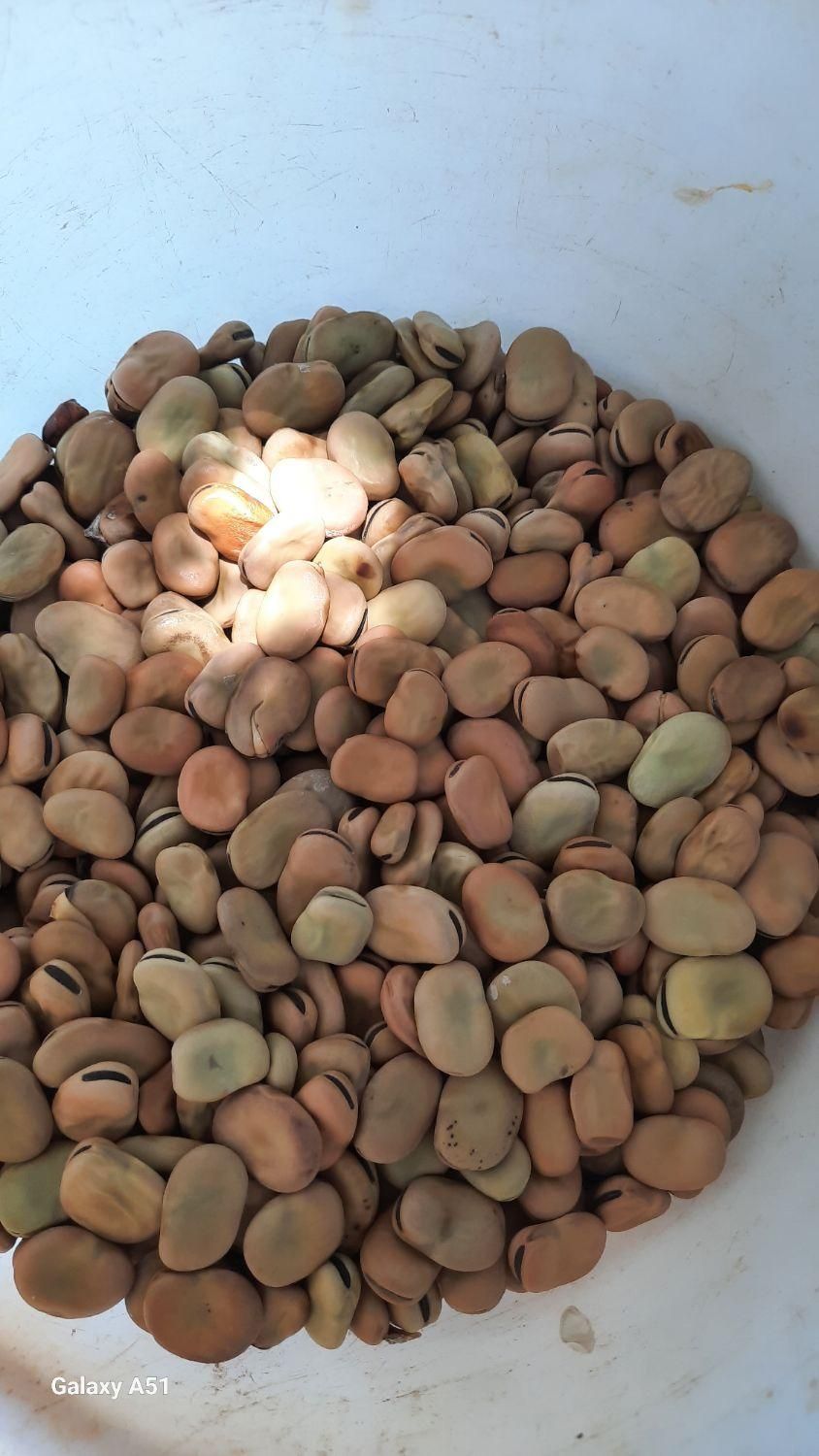 باقالی تر وتمیز پاک کرده|خوردنی و آشامیدنی|کردکوی, |دیوار