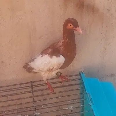 کفتر یهودی سرخ شهرستانی مسافتی یهودی قرمز|پرنده|تهران, خانی‌آباد|دیوار