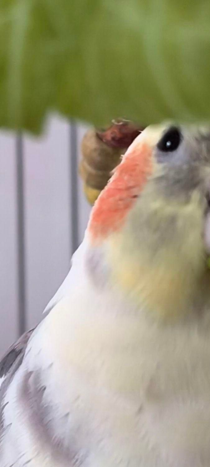 عروس هلندی،گمشده|پرنده|زنجان, |دیوار