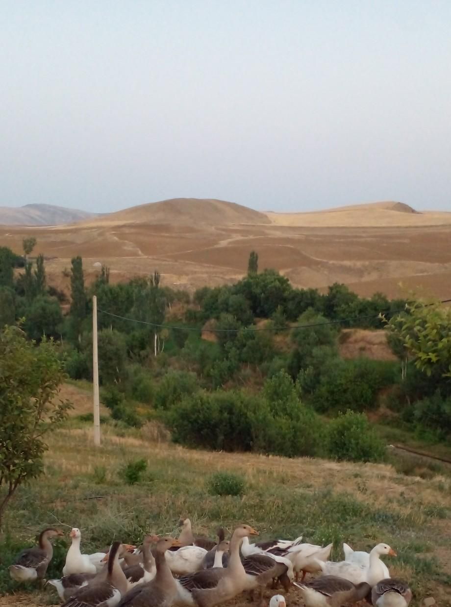 غاز محلی|حیوانات مزرعه|اردبیل, |دیوار
