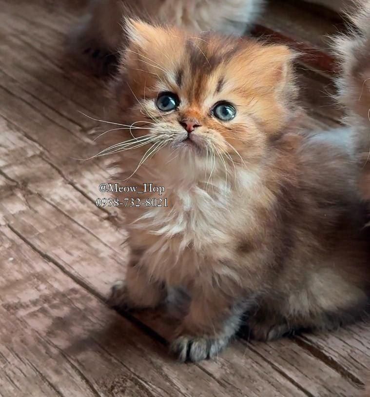 گربه های گوگولی و اصیل (پرشین بریتیش اسکاتیش)|گربه|بندرعباس, |دیوار