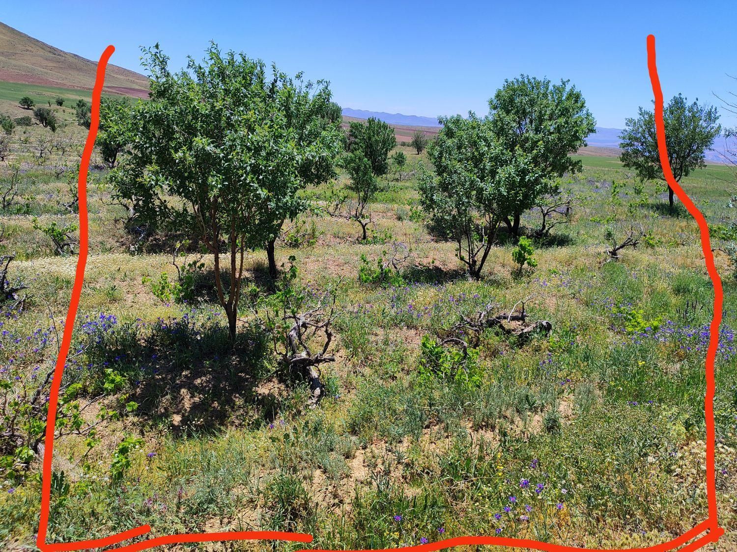 23هکتار 4000باغ انگور بادام 600مت زمین دامداری خون|فروش زمین و ملک کلنگی|ابهر, |دیوار