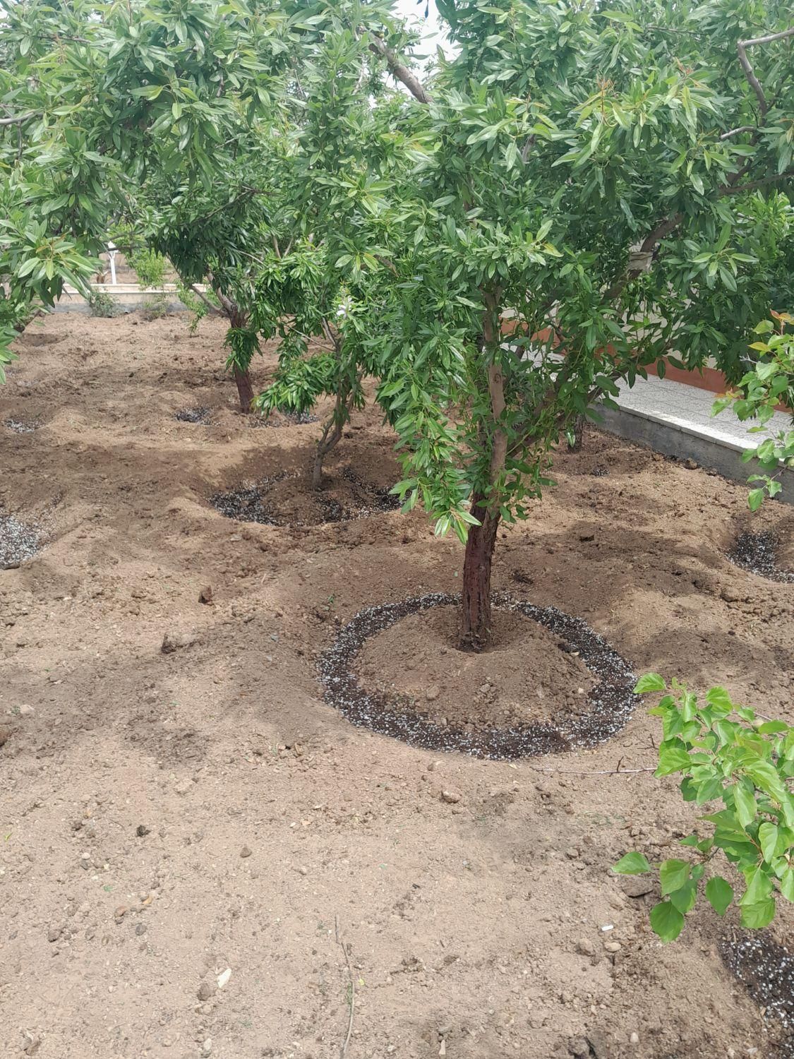 باغبانی ودرختکاری هرس نگهداری باغ|خدمات باغبانی و درختکاری|نجفآباد, ویلاشهر|دیوار