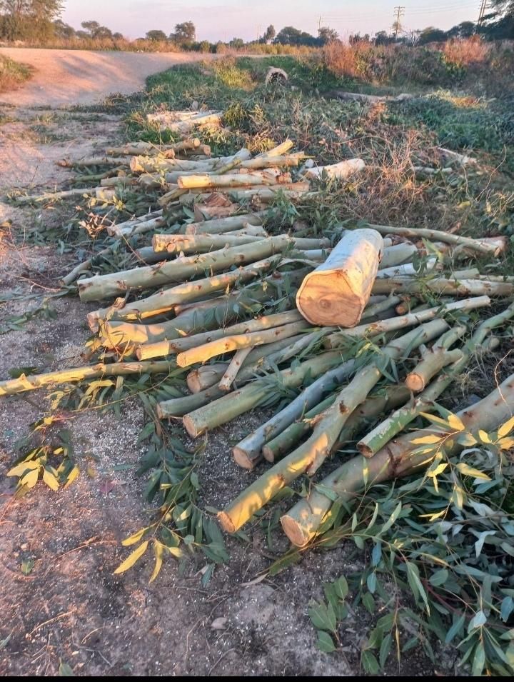 خرید انواع چوب باغی و ساختمانی|خدمات باغبانی و درختکاری|علی‌آباد کتول, |دیوار