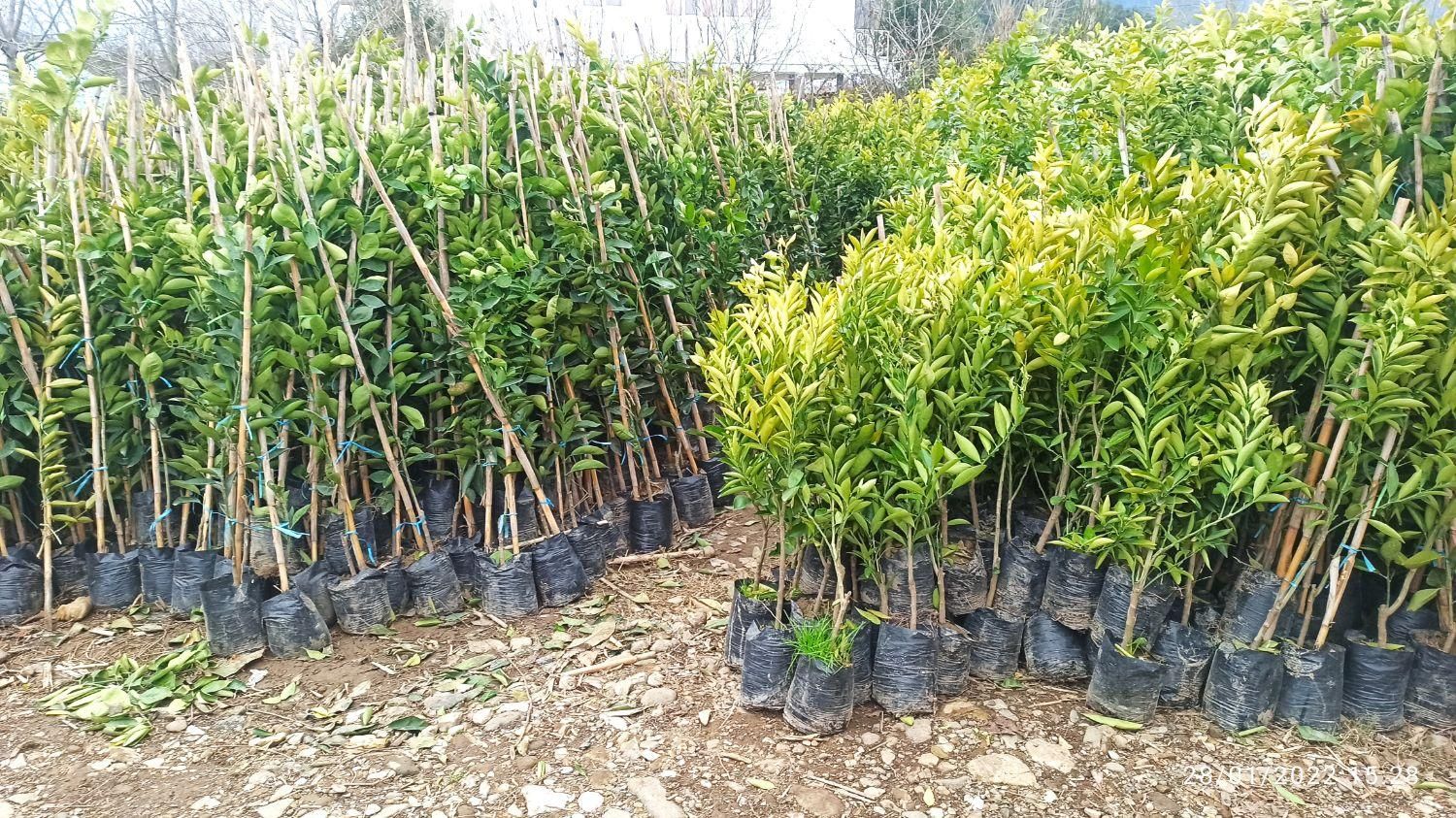 نهال میوه|گل و گیاه طبیعی|رشت, بلوار گیلان|دیوار