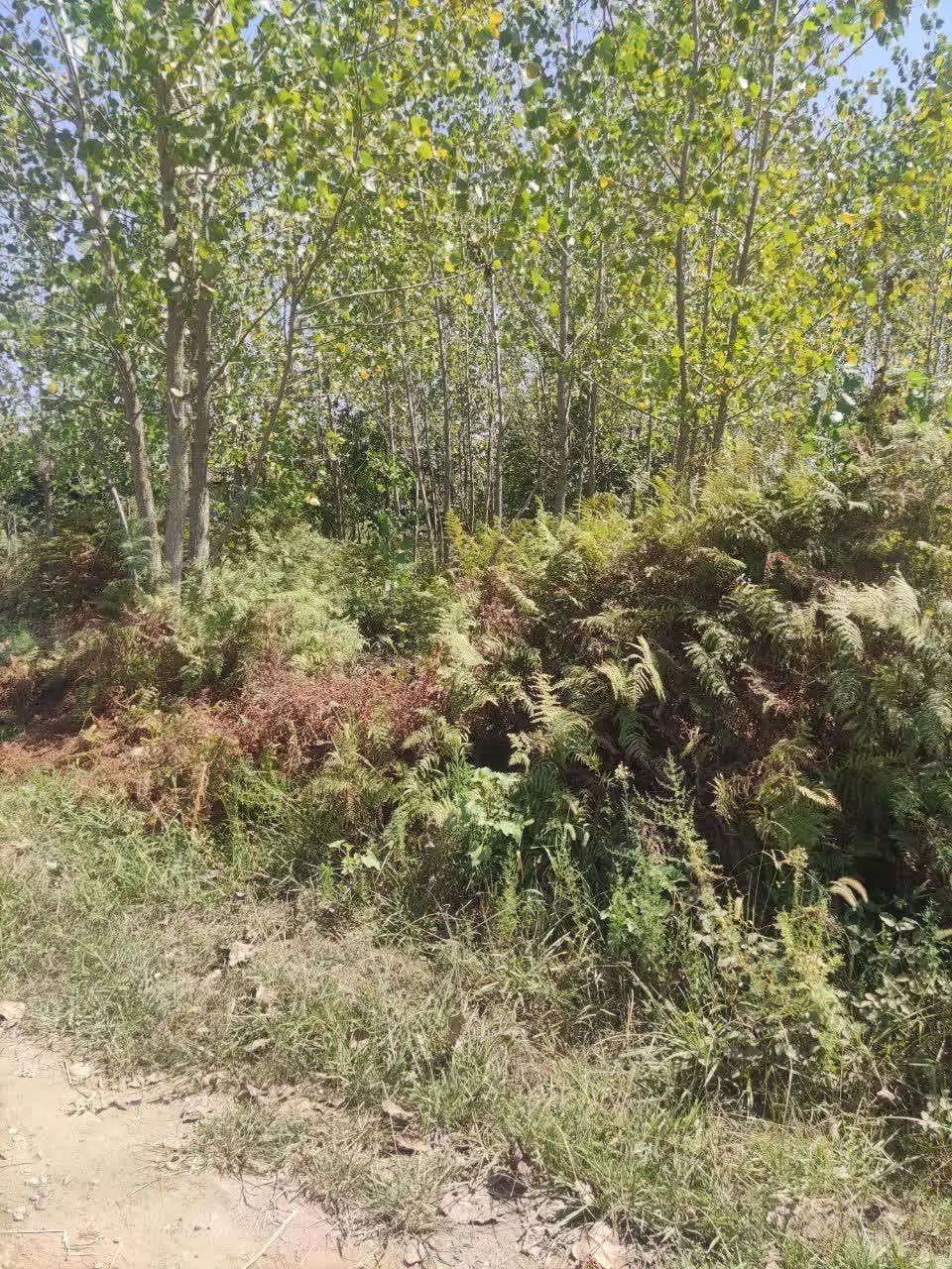 فروش زمین مسکونی 691متر رشت روستای طرازکوه(نسق)|فروش زمین و ملک کلنگی|رشت, پسیخان|دیوار