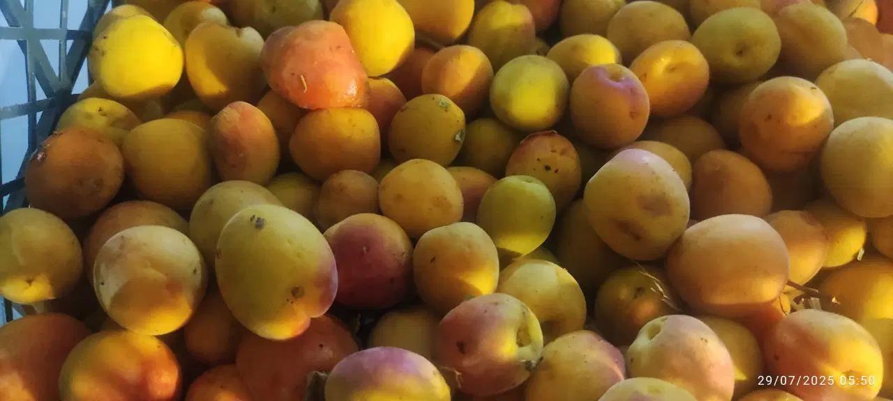 فروش باغ در نصرآباد با سند تک برگ و قیمت مناسب|فروش زمین و ملک کلنگی|تفت, |دیوار