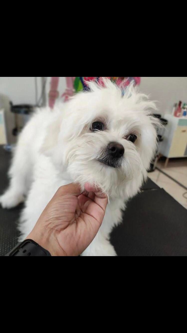 اصلاح سگ گربه پیرایش حیوانات خانگی پت|خدمات پیشه و مهارت|مشهد, وکیلآباد|دیوار