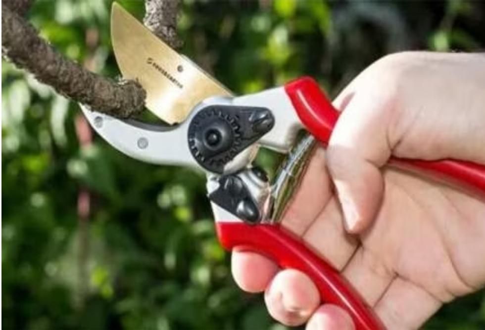 قیچی باغبانی  حرفه ای|ابزارآلات|کرمان, |دیوار