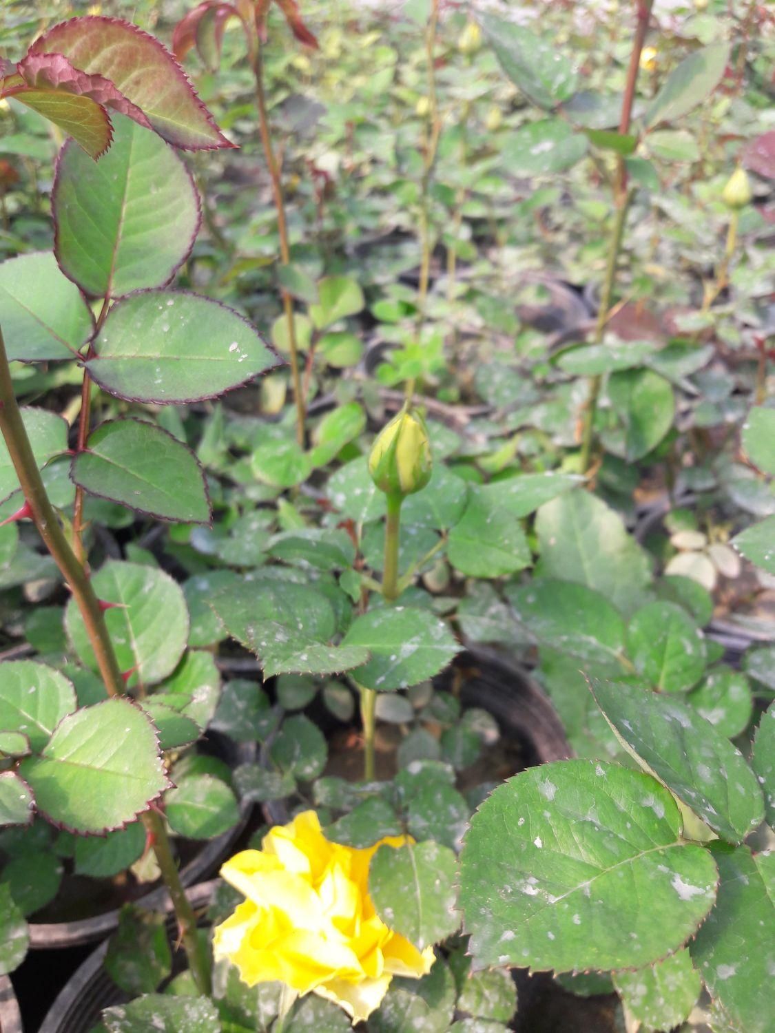 فروش رز و نهال تهران پاکدشت|گل و گیاه طبیعی|پاکدشت, پاکدشت (مامازند)|دیوار