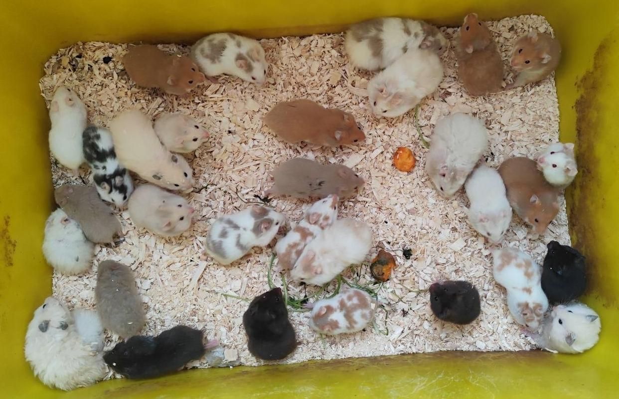 جزیره همستر سوری و کمپل یا مینیاتوری (پرورش دهنده)|موش و خرگوش|فردیس, سرحدی|دیوار