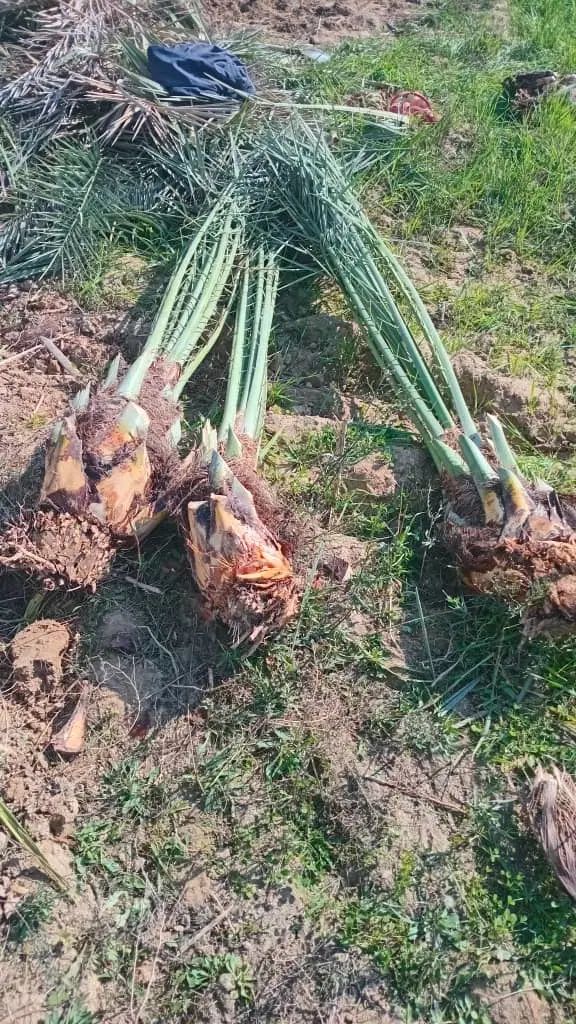 انواع. نهال خرما دارم فروش فوری ارسال به کل ایران|خدمات باغبانی و درختکاری|ایرانشهر, |دیوار