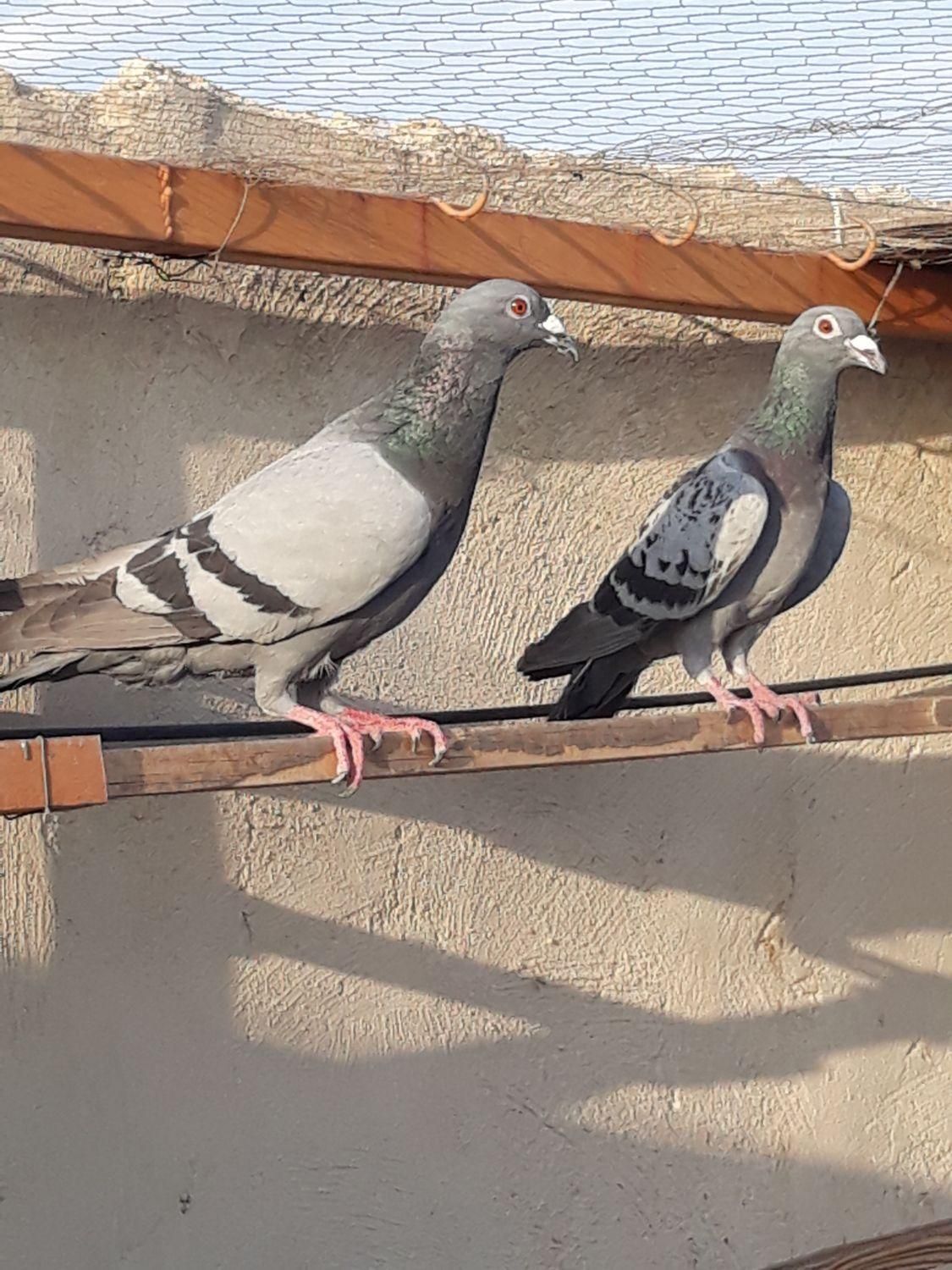 سه جفت کبوتر پلاکی|پرنده|باقرشهر, |دیوار