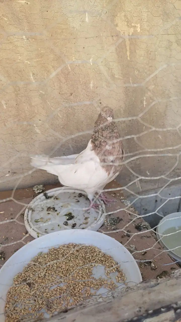 یک جفت کفتر کله سبز و کله هفت رنگ.|پرنده|مشهد, رستگار|دیوار