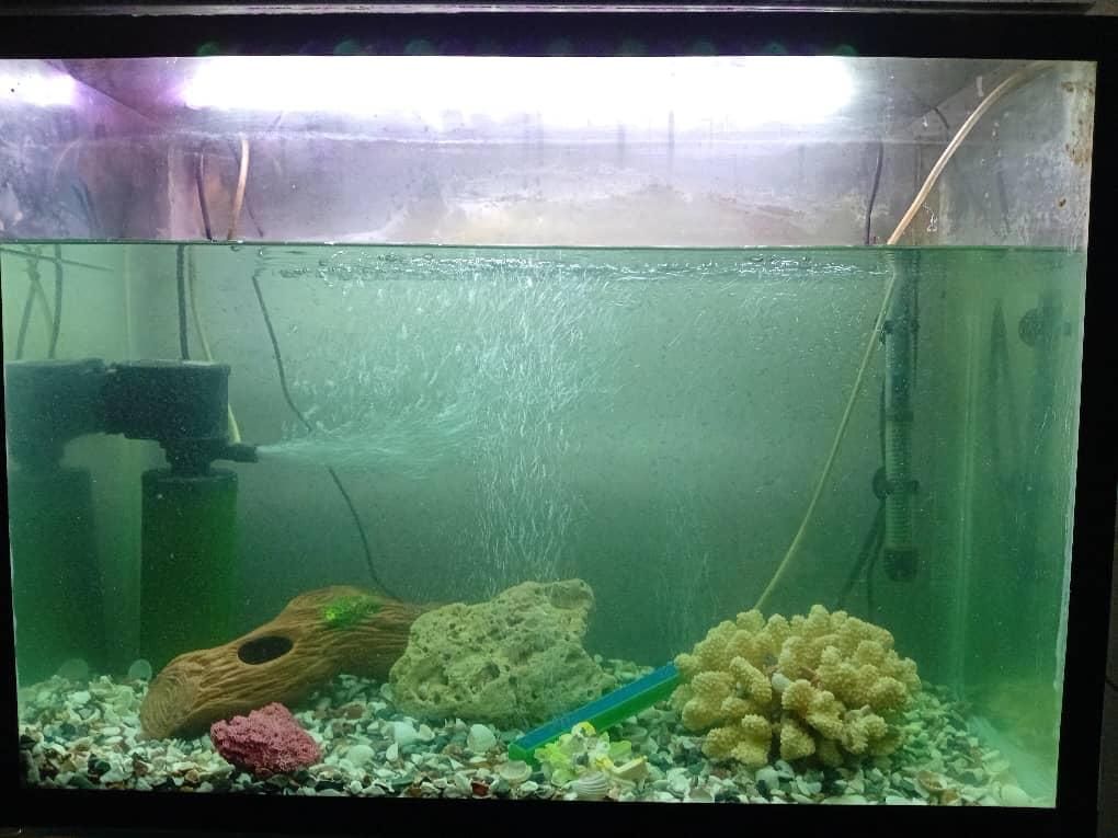 آکواریوم|ماهی|دزفول, |دیوار