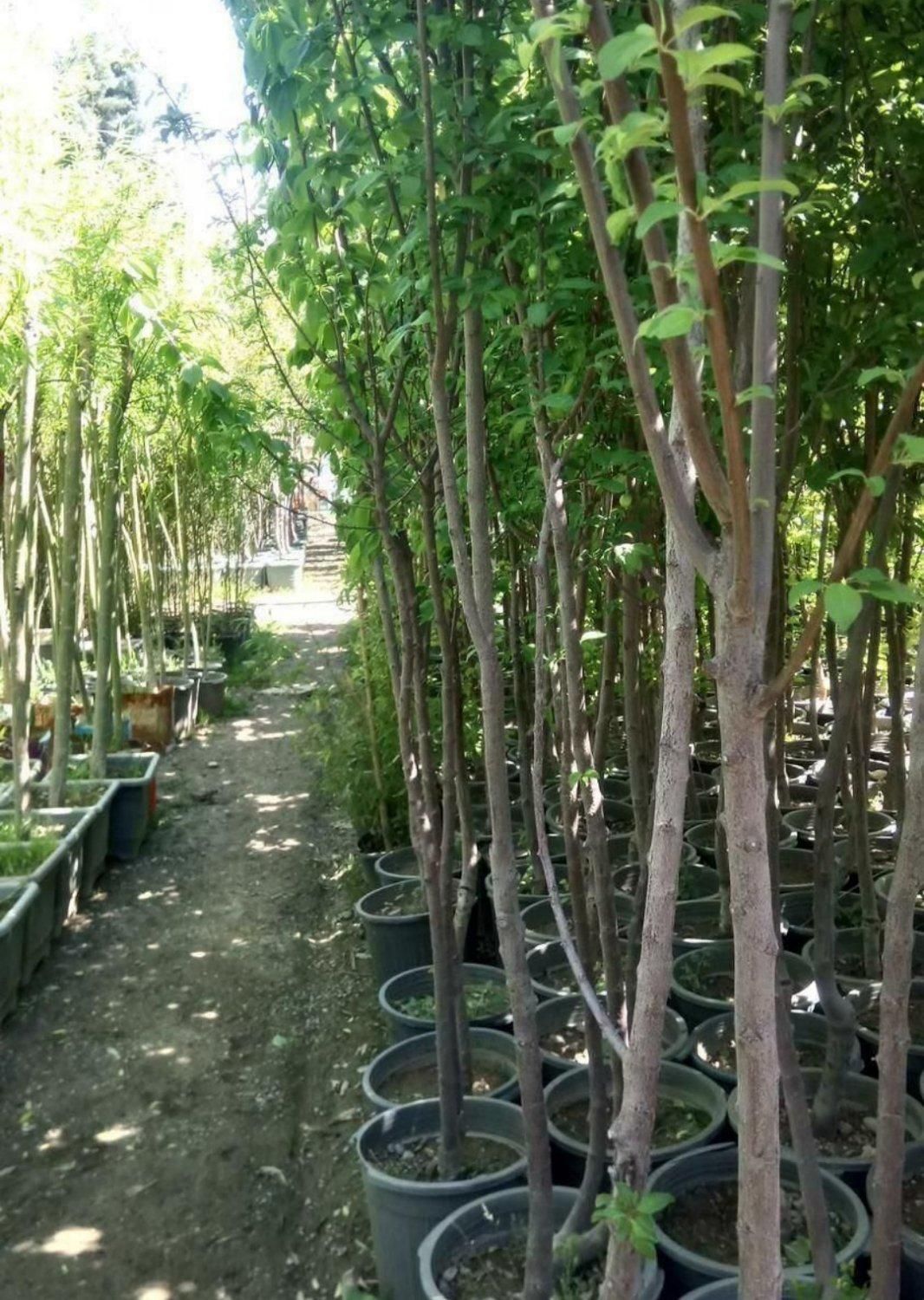 نهال های عاری از بیماری تحت نظر جهاد کشاورزی|خدمات باغبانی و درختکاری|اصفهان, جلوان|دیوار