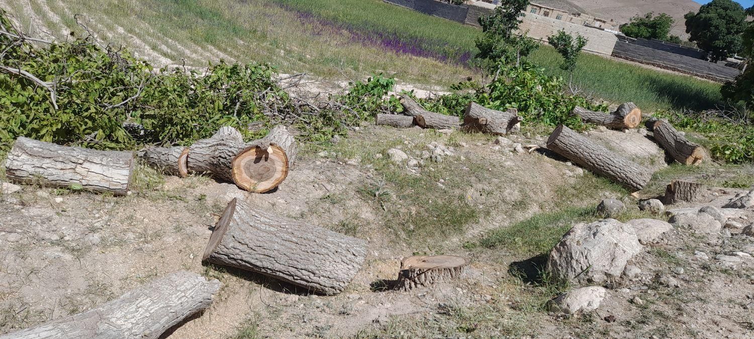 خریدهرنوع چوب|خدمات باغبانی و درختکاری|نیشابور, شهرک رسولی|دیوار