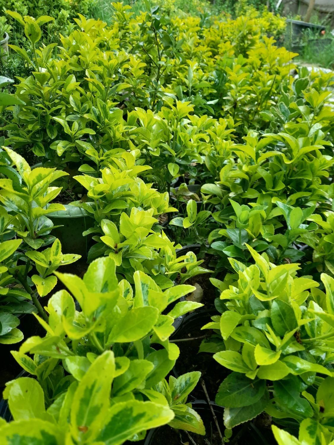 شمشاد .طلایی.سبز|خدمات باغبانی و درختکاری|رشت, بلوار گیلان|دیوار