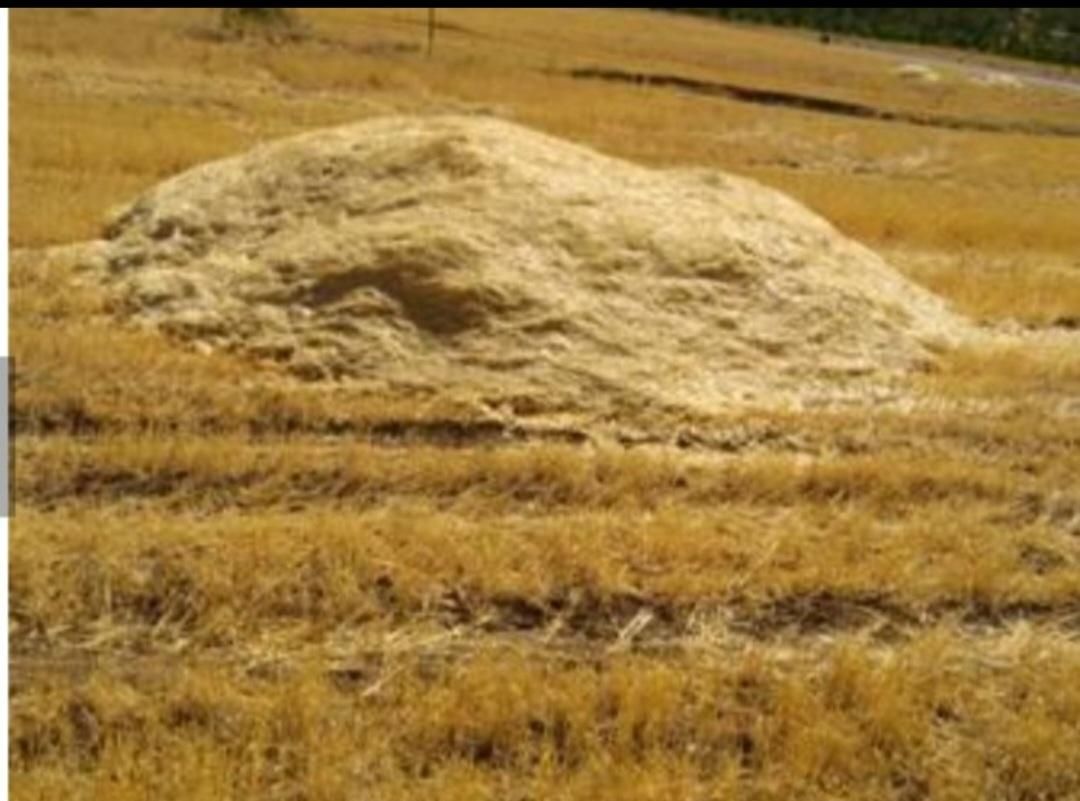 فروش سه انبار کاه گندم روستایی داشتی بلاغ|حیوانات مزرعه|سنقر, |دیوار