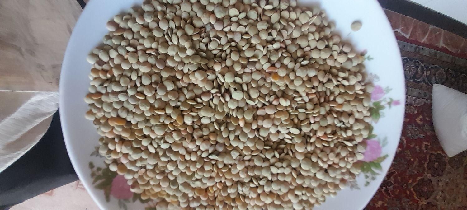 فروش ۴تن عدس درجه یک بوجاری شده|خوردنی و آشامیدنی|قشلاق دشت, |دیوار