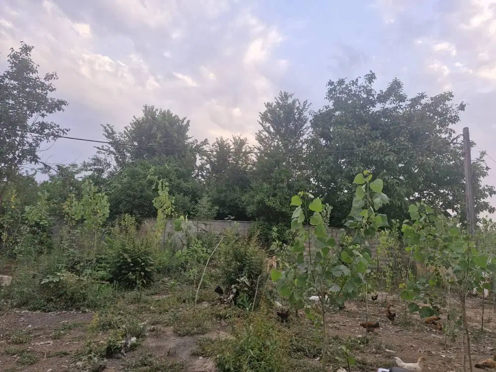 زمین مسکونی ۲۴۲ متر|فروش زمین و ملک کلنگی|رشت, پسیخان|دیوار