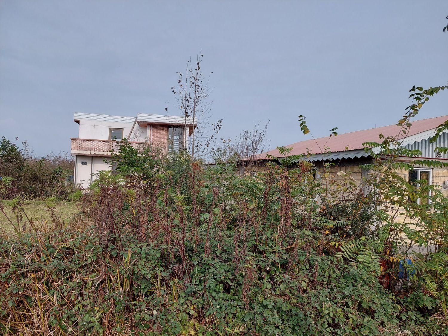 فروش زمین کشاورزی برای کاشت کیوی|فروش زمین و ملک کلنگی|تالش, جوکندان|دیوار