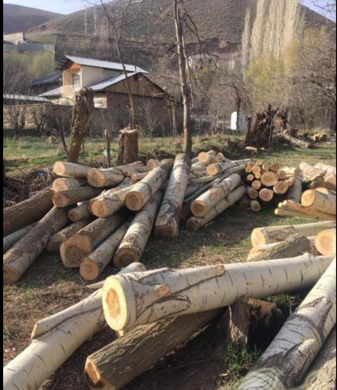 خرید انواع درخت و چوب در تمام استان به صورت نقدی|خدمات باغبانی و درختکاری|اردبیل, |دیوار