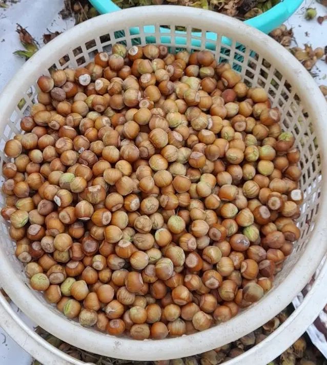 فندق|خوردنی و آشامیدنی|مشهد, حسابی جنوبی (شهرک غرب)|دیوار