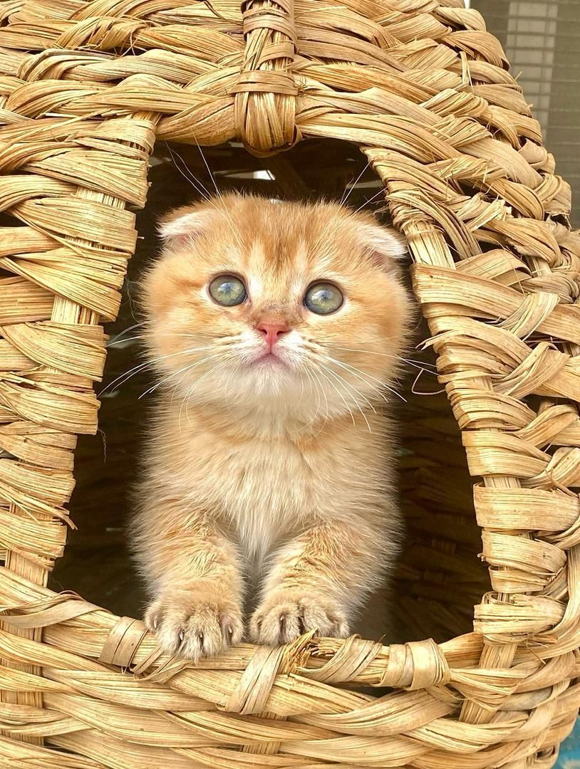 مجموعه بچه گربه های گلد|گربه|رشت, آزادگان|دیوار