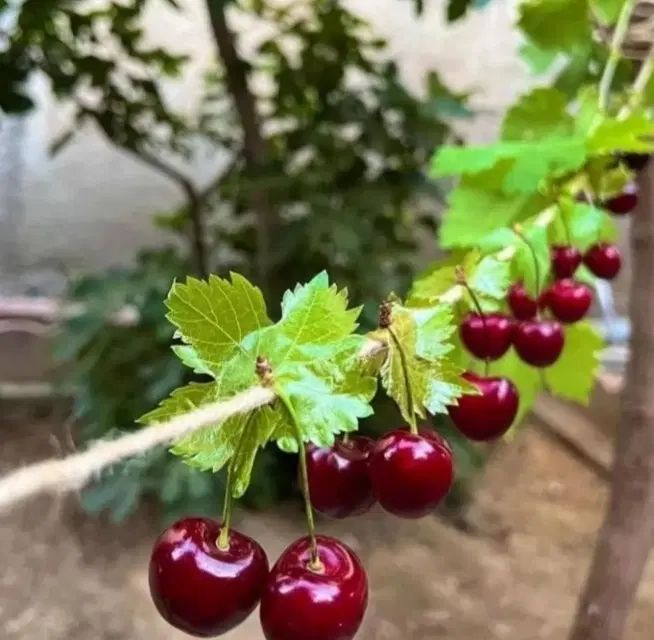 خرید بدون واسطه و مطمعن انواع ارقام نهال با کیفیت|خدمات باغبانی و درختکاری|شیراز, دارالرحمه|دیوار