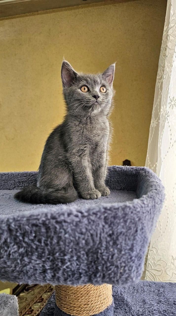 تربیت شده های خوشگل|گربه|زنجان, |دیوار