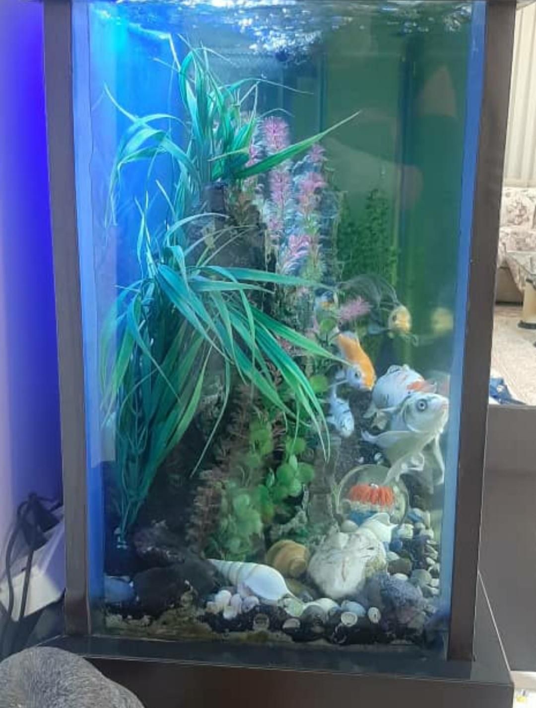 آکواریوم ماهی تمیز و سالم کرج مارلیک|ماهی|کرج, چمران|دیوار