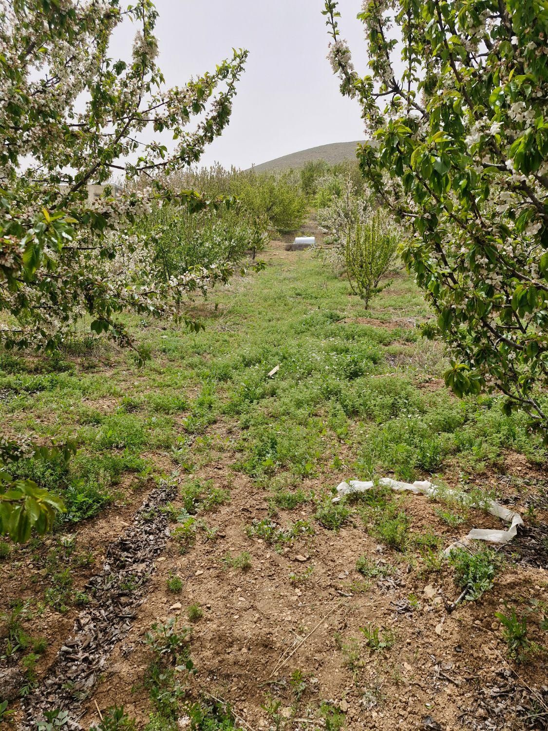 فروش  باغ صحنه دینور روستای احمد ابادو جیهون اباد|فروش دفتر صنعتی، کشاورزی، تجاری|صحنه, |دیوار