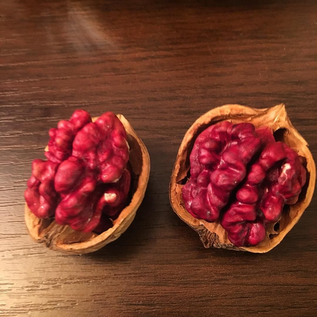 نهال گردو مغز قرمز گلدانی|خدمات باغبانی و درختکاری|تهران, کاج|دیوار