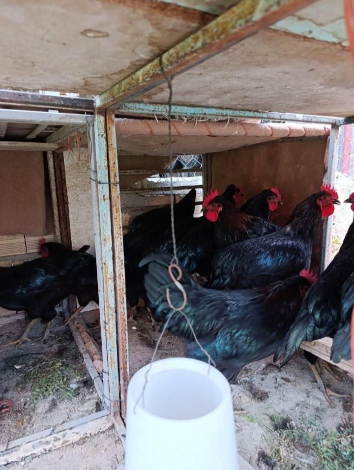 خروس سیاه مرغ قربونی رفع بلا چشمونظرارسال ذبح رایگ|حیوانات مزرعه|قم, نیروگاه|دیوار